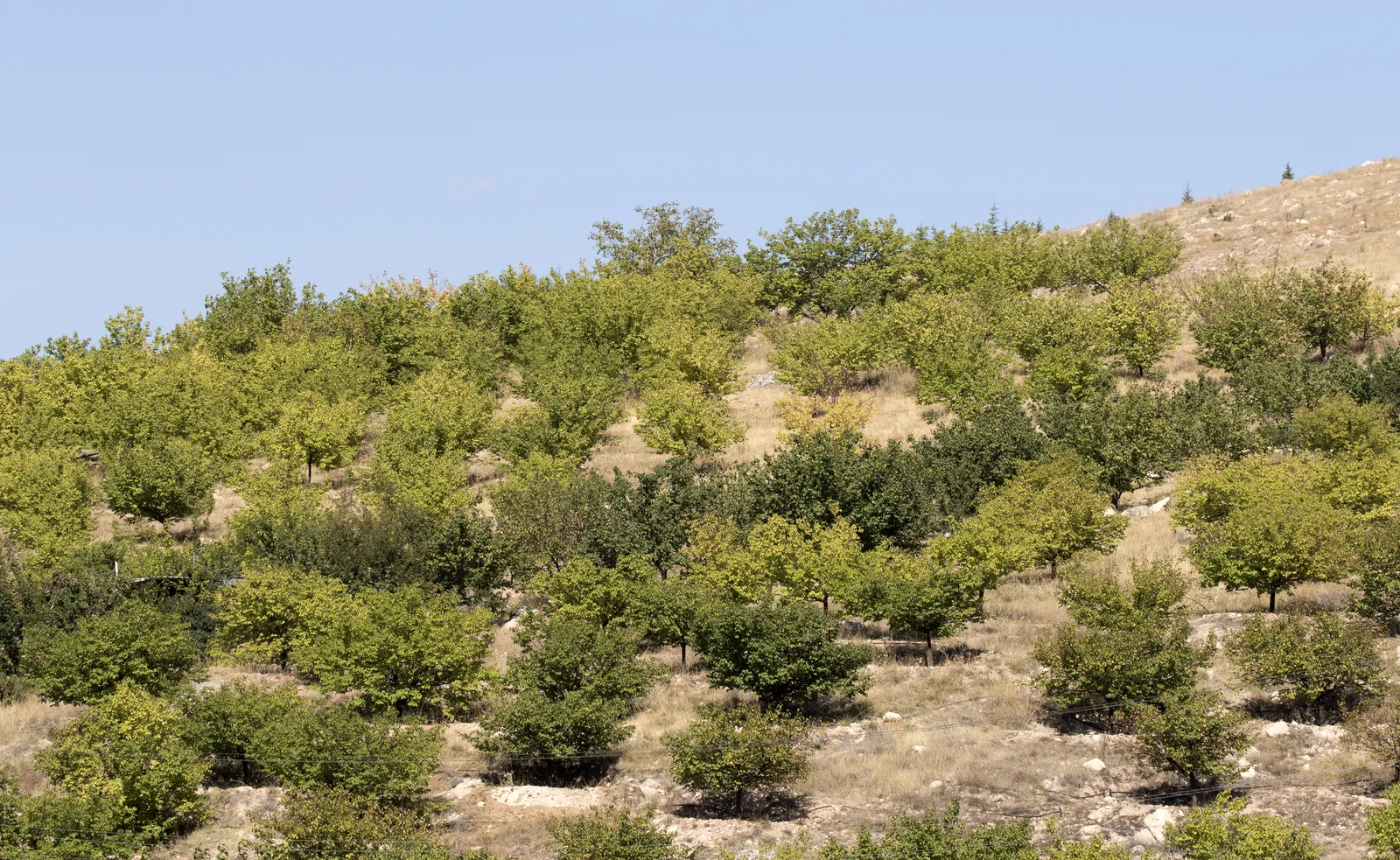 Malatya Kayısısı Nedir? Özellikleri ve Neden Ünlü