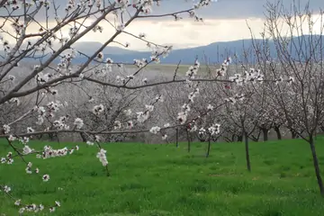 Malatya Kayısı Özellikleri: Doğanın Eşsiz Hediyesi