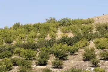 Malatya Kayısısı Neden Ünlü? Özellikleri ve Tarihi