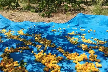 The Fame of Malatya Apricots: Why Are They So Renowned?