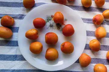 Malatya Kayısı: Lezzeti, Tarihi ve Faydaları